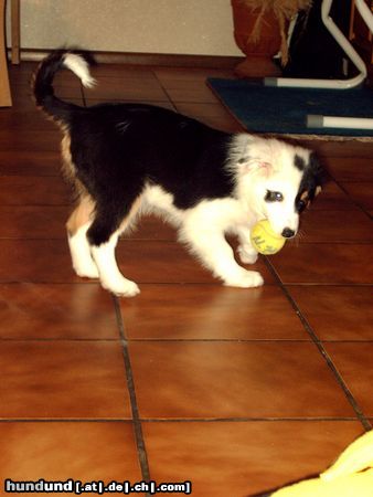 Australian Shepherd Hunde Foto 18192 in höherer Auflösung ansehen Australian Shepherd Unsere kleine Amy!