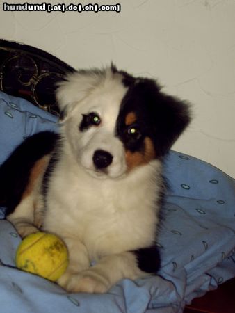 Australian Shepherd Hunde Foto 18270 in höherer Auflösung ansehen Australian Shepherd Ballspiel