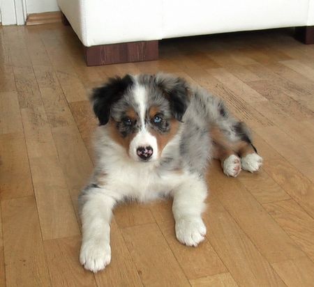 Australian Shepherd Hunde Foto 38696 in höherer Auflösung ansehen Australian Shepherd Bailey mit 9 Wochen