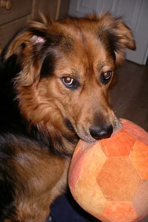Australian Shepherd Hunde Foto 34875 in höherer Auflösung ansehen Australian Shepherd du kriegst ihn nicht!!!!