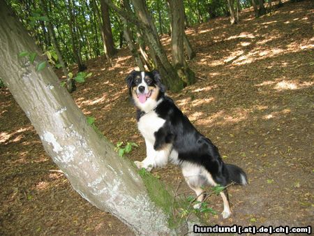 Australian Shepherd Hunde Foto 5605 Australian Shepherd