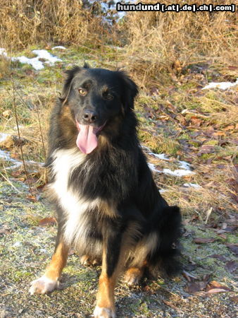 Australian Shepherd Hunde Foto 44858 in höherer Auflösung ansehen Australian Shepherd Jerry