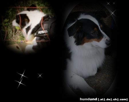 Australian Shepherd Hunde Foto 44479 in höherer Auflösung ansehen Australian Shepherd Finja