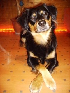 Australian Shepherd Hunde Foto 28778 in höherer Auflösung ansehen Australian Shepherd