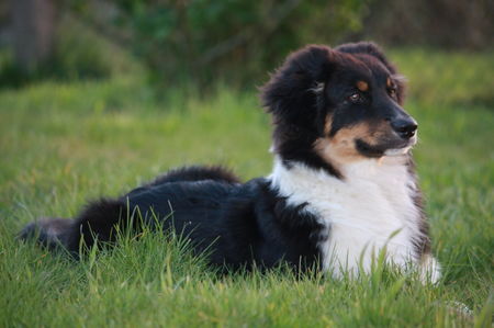 Australian Shepherd Hunde Foto 42010 in höherer Auflösung ansehen Australian Shepherd Savage im Garten
