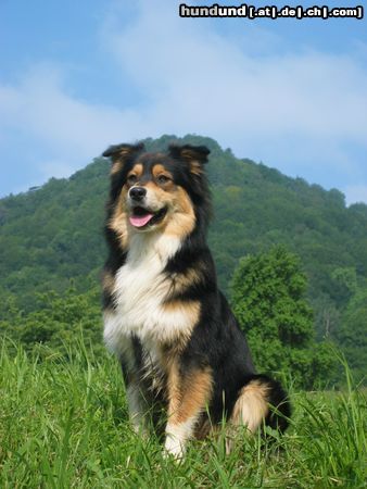 Australian Shepherd Hunde Foto 22353 in höherer Auflösung ansehen Australian Shepherd Bohran, der schöne Hollander