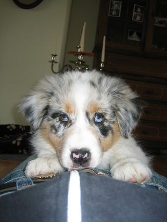 Australian Shepherd Hunde Foto 30633 in höherer Auflösung ansehen Australian Shepherd