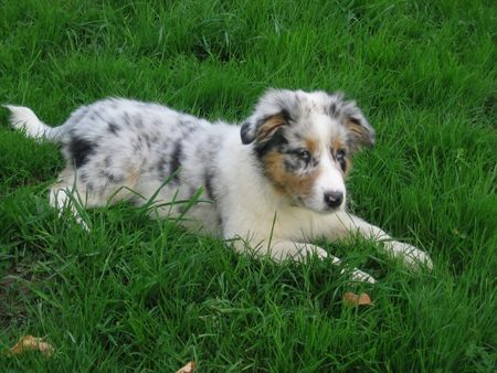 Australian Shepherd Hunde Foto 31217 in höherer Auflösung ansehen Australian Shepherd Colonia´s Shiva 14 Wochen