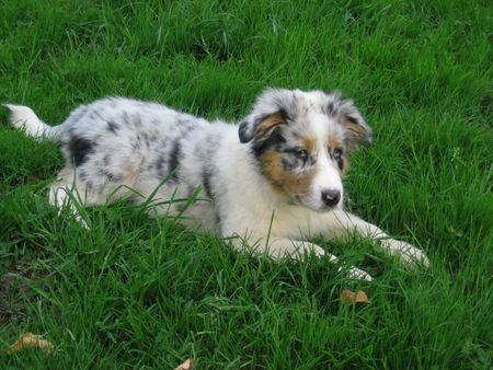 Australian Shepherd Colonia´s Shiva 14 Wochen