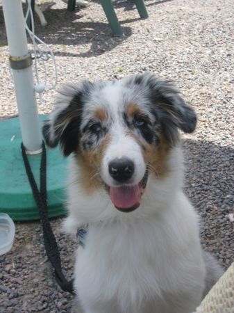 Australian Shepherd Hunde Foto 32087 in höherer Auflösung ansehen Australian Shepherd Colonia´s Shiva 4 1/2 Monate