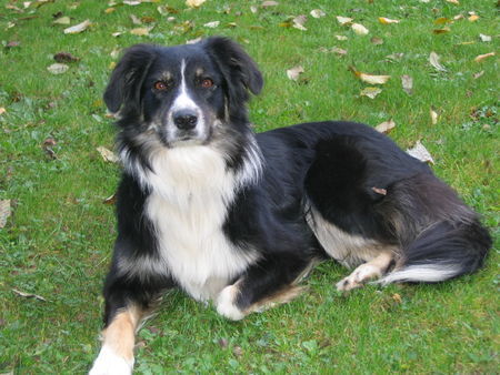Australian Shepherd Hunde Foto 26998 in höherer Auflösung ansehen Australian Shepherd Sandy