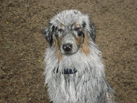 Australian Shepherd Hunde Foto 33678 in höherer Auflösung ansehen Australian Shepherd Shiva - Aussie mit Schweine-Gen :-)