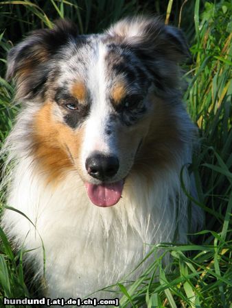 Australian Shepherd Hunde Foto 20019 in höherer Auflösung ansehen Australian Shepherd Immer wachsam !