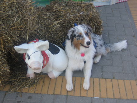 Australian Shepherd Hunde Foto 35117 in höherer Auflösung ansehen Australian Shepherd Schwein + Hund = Schweinehund :-)