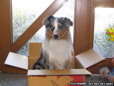 Australian Shepherd Hunde Foto 25429 in höherer Auflösung ansehen Australian Shepherd Jakiro umzugsfertig !