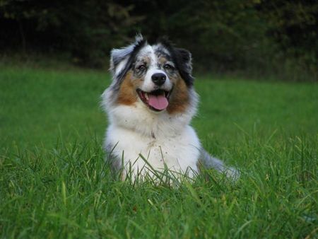 Australian Shepherd Hunde Foto 43914 in höherer Auflösung ansehen Australian Shepherd Chica