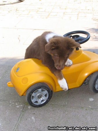Australian Shepherd Hunde Foto 25428 in höherer Auflösung ansehen Australian Shepherd Tanischa beim Bobbycar hüten !