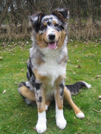 Australian Shepherd Hunde Foto 33773 in höherer Auflösung ansehen Australian Shepherd Luke