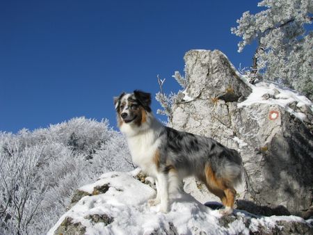 Australian Shepherd Hunde Foto 43913 in höherer Auflösung ansehen Australian Shepherd Chica