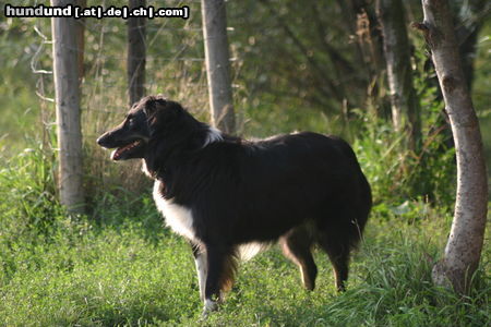 Australian Shepherd Hunde Foto 24935 in höherer Auflösung ansehen Australian Shepherd ohne Worte