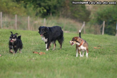Australian Shepherd Hunde Foto 24936 in höherer Auflösung ansehen Australian Shepherd 3 Freunde