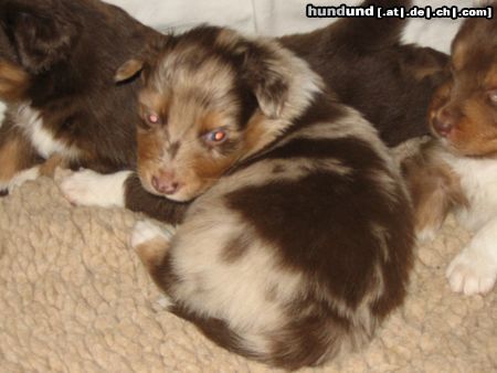 Australian Shepherd Hunde Foto 20523 in höherer Auflösung ansehen Australian Shepherd Impression of Merlin