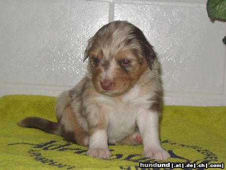 Australian Shepherd Hunde Foto 20178 in höherer Auflösung ansehen Australian Shepherd Aussie-Welpe \