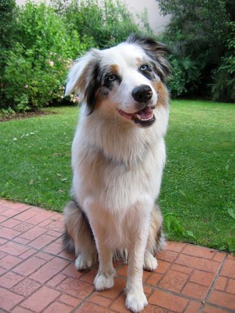 Australian Shepherd Hunde Foto 42613 in höherer Auflösung ansehen Australian Shepherd Lovely Workaholic's Great Tara - 9 Monate