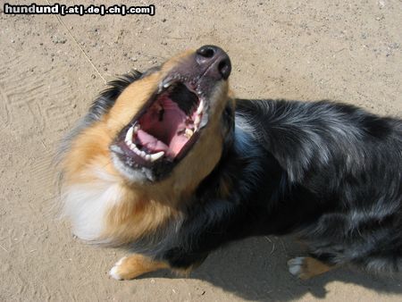 Australian Shepherd Hunde Foto 15151 in höherer Auflösung ansehen Australian Shepherd wau wau