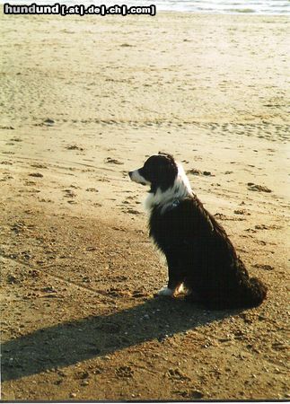 Australian Shepherd Hunde Foto 24327 Australian Shepherd