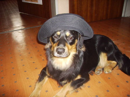 Australian Shepherd Hunde Foto 28779 Australian Shepherd