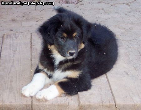 Australian Shepherd Hunde Foto 22708 in höherer Auflösung ansehen Australian Shepherd Wer hat mich lieb? Darling's Dream With Janice