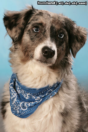 Australian Shepherd Hunde Foto 44737 Australian Shepherd Jeannies Passfoto