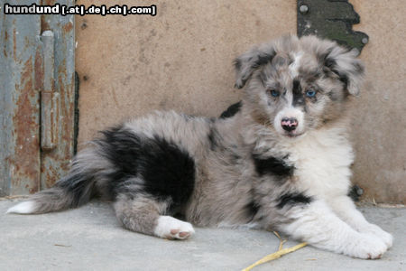 Australian Shepherd Hunde Foto 44731 Australian Shepherd Jeannie