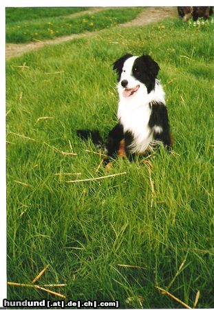 Australian Shepherd Hunde Foto 24313 in höherer Auflösung ansehen Australian Shepherd Das ist mein Hund