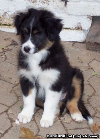 Australian Shepherd Hunde Foto 15560 in höherer Auflösung ansehen Australian Shepherd Darling's Joy