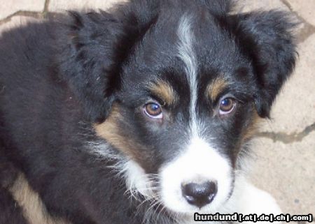 Australian Shepherd Hunde Foto 15613 in höherer Auflösung ansehen Australian Shepherd Wer hat mich lieb? -Darling's Joy- geb.04.08.04