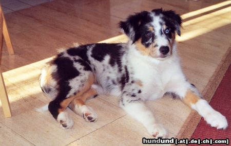 Australian Shepherd Hunde Foto 14496 Australian Shepherd Kenny ...12 Wochen...