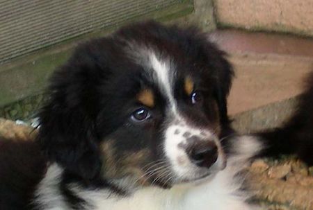 Australian Shepherd Hunde Foto 33373 Australian Shepherd Delaware