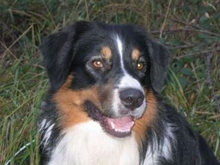 Australian Shepherd Hunde Foto 37788 Australian Shepherd Uli's Favourite Jerry Lee