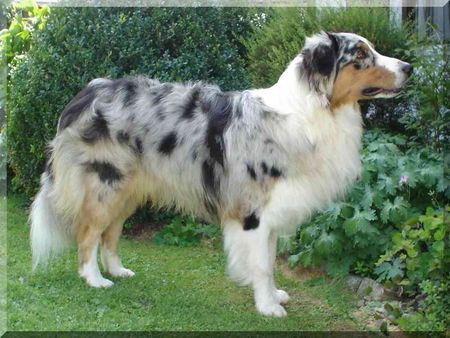 Australian Shepherd Hunde Foto 27363 in höherer Auflösung ansehen Australian Shepherd JCH. Louis from Skippy River DNA-VP