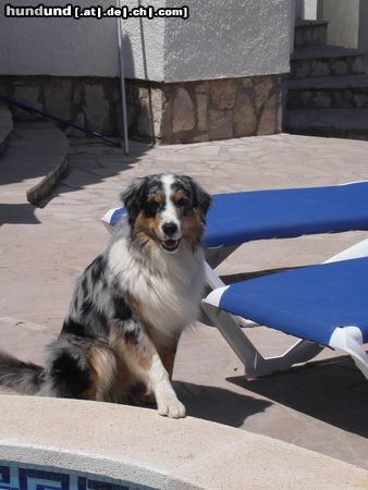 Australian Shepherd Hunde Foto 18791 Australian Shepherd