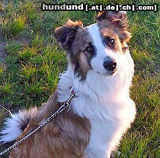 Australian Shepherd Laurie geb 3.10. 2010