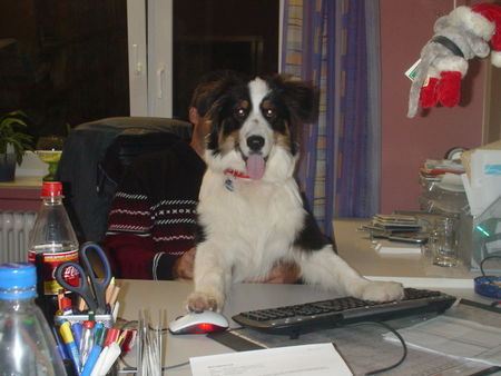Australian Shepherd Hunde Foto 28981 Australian Shepherd Leon (Sir Anton) beim Arbeiten