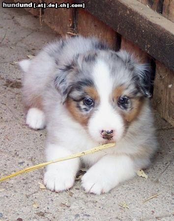 Australian Shepherd Hunde Foto 44486 in höherer Auflösung ansehen Australian Shepherd Darling's Lilly