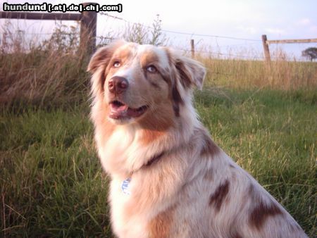 Australian Shepherd Hunde Foto 13506 Australian Shepherd Australian-Shepherd-Hündin 19 Monate red merle