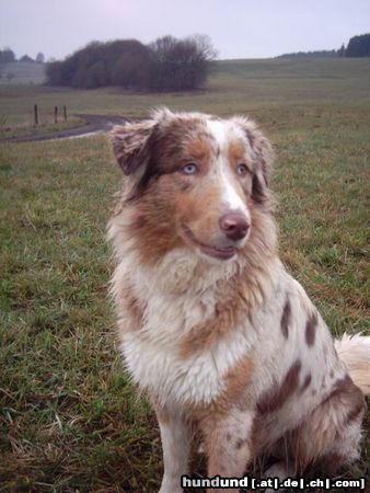 Australian Shepherd Hunde Foto 11502 Australian Shepherd Dragonheart´s Lizy (1 J)