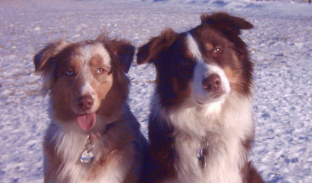 Australian Shepherd Hunde Foto 31355 in höherer Auflösung ansehen Australian Shepherd Die Unzertrennlichen
