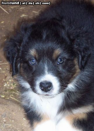 Australian Shepherd Hunde Foto 14868 in höherer Auflösung ansehen Australian Shepherd Darling's Lucky