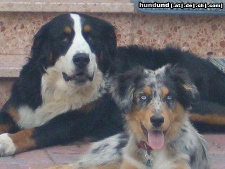 Australian Shepherd Hunde Foto 15911 Australian Shepherd Freunde fürs Leben